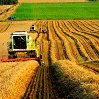 Правительство Подмосковья решило задействовать более 200 тысяч гектар сельхозплощадей