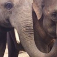 В Голландии сбежавший из цирка слон устроил погром на автомобильной барахолке