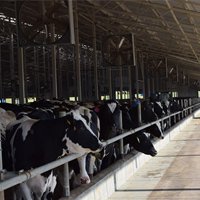 При поддержке Россельхозбанка построен крупный молочный комплекс в Калужской области