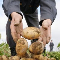 Алексей Немерюк: Москва обеспечена картофелем и овощами на 96% и 66%