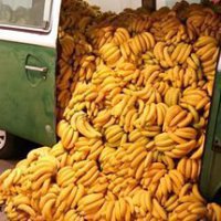 Россия лидирует по поставкам бананов в Беларусь