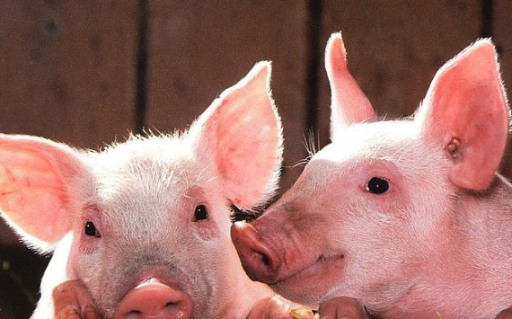 В Московской области с начала года провели 9 тысяч экспертиз на выявление африканской чумы свиней
