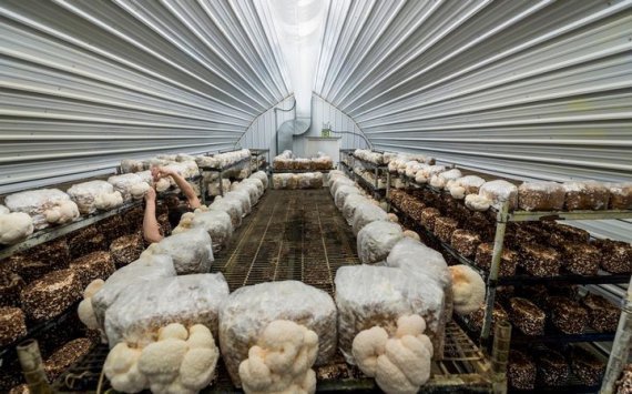 В подмосковном Ступино откроют ферму по выращиванию азиатских грибов