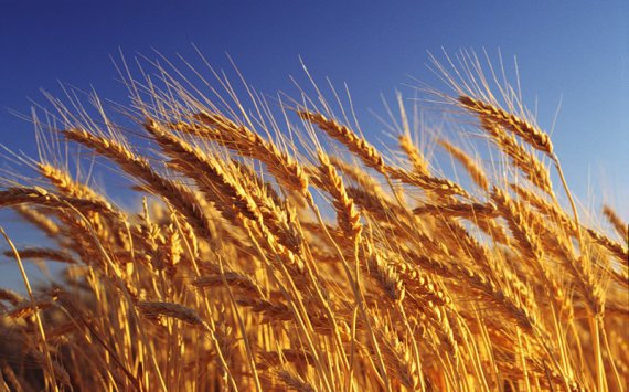 Россия бьет абсолютный рекорд времен СССР по урожаю зерна