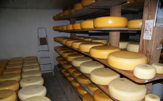 Подмосковье заняло второе место в РФ по производству сыра в 2017 году