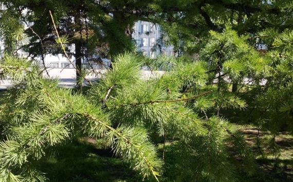 В Красноярске за лето появились две тысячи новых деревьев