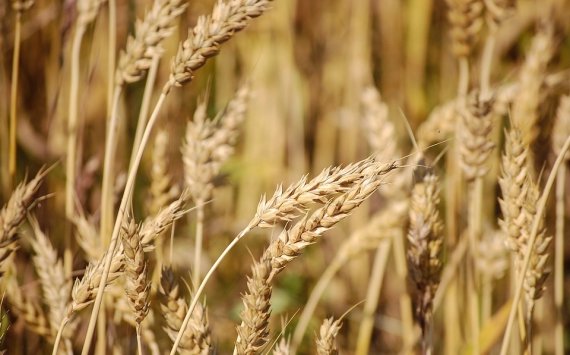 В Хабаровском крае аграрии собрали 71,8% урожая зерновых‍