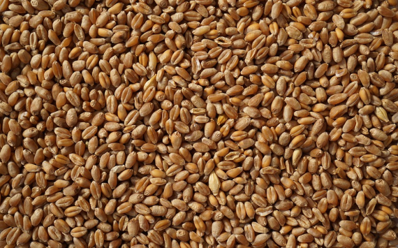 В Ростовской области стоимость пшеницы выросла на 25,1%