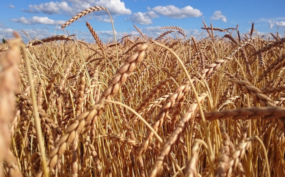 Минсельхоз повысил прогноз урожая пшеницы до 70 млн тонн