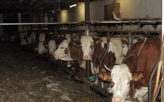 В Подмосковье в молочную ферму в Озерах инвестировали 900 млн рублей
