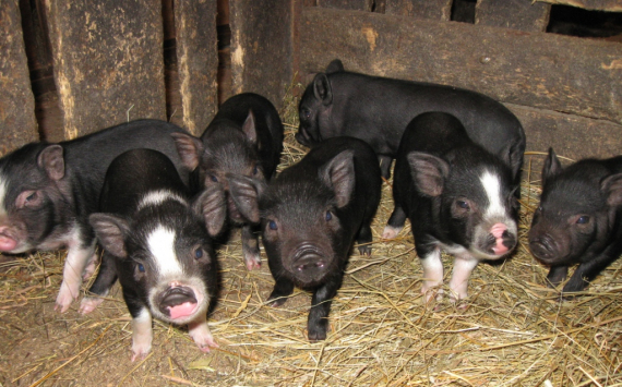 В Оренбуржье для развития свиноводства придумали новое направление