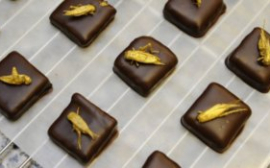 В Москве пройдет мастер-класс по приготовлению шоколада с жареными сверчками