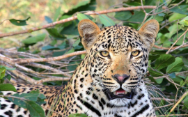 МКБ стал опекуном дальневосточного леопарда в Московском зоопарке