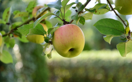 Россельхозбанк назвал пять причин закладывать яблоневые сады