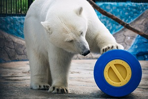 Специалисты «Роснефти» совместно с «Обществом дикой природы» разработали игрушки для белых медведей