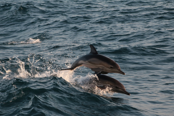 Дельфины стали уязвимы