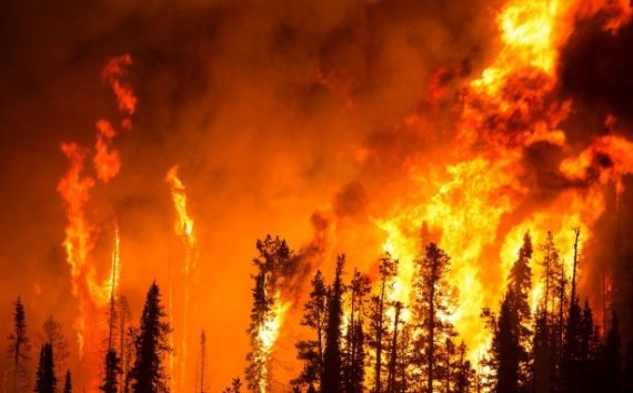 Ростех поставил партию пиропатронов для борьбы с лесными пожарами
