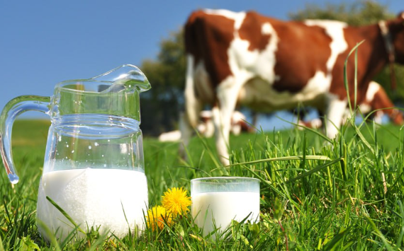 С начала года Россельхозбанк направил в молочную отрасль 55,8 млрд рублей