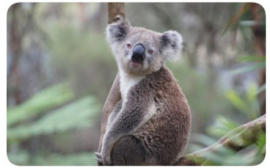 Стареющую коалу на видео сравнили с Йодой из «Звёздных войн»