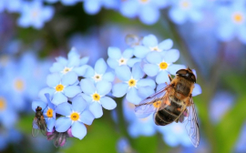 Названы правила первой помощи при укусе пчелы у аллергиков