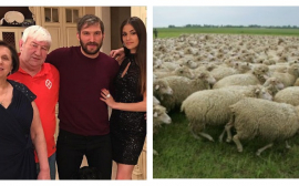 Александр Овечкин подарил родителям стадо элитных овец