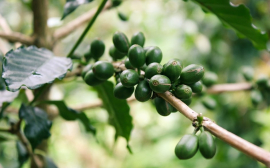 Названы полезные и вредные свойства зеленого кофе