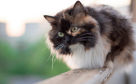 Ученые развенчали миф об опасности кошек для психики человека