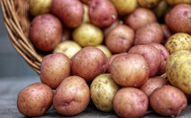 Ученые: Картофель повышает работоспособность человека