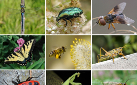 Учёные спрогнозировали глобальное снижение численности насекомых