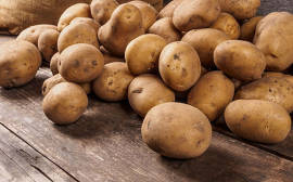 Эксперты назвали картофель, категорически запрещённый для употребления в пищу