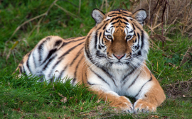 По итогам первого полугодия РСХБ перечислил более 11 млн. руб. на проекты по защите амурского тигра
