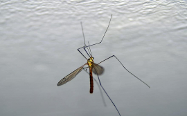 Учёные объяснили необходимость комаров в природе