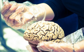 Медики развеяли основные мифы о работе и старении мозга человека