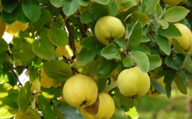 Диетологи назвали полезные ранней осенью фрукты
