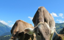 В Истре в аренду для развития молочного животноводства передали 15,5 га земли