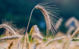 В РФ обсуждают новый вариант формулы расчёта экспортной пошлины на зерно