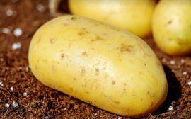 Ученые: Картофель помогает укрепить иммунитет