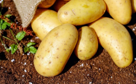 Врач Прунцева перечислила полезные блюда из картофеля