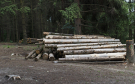 Российские ученые создали устройство, перерабатывающее древесные отходы в муку прямо на лесосеке