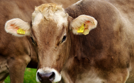 Фермеры в России отказываются сдавать скот на мясо