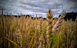 Владимир Путин заявил о рекордном урожае зерна в этом году