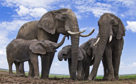 В Индии пьяных слонов будят барабанами