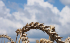 Захарова объявила о том, что Россия готова участвовать в зерновой сделке