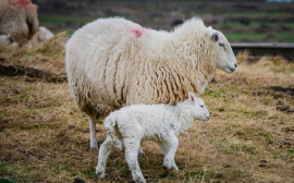 В Подмосковье построят ангар для выращивания молочной породы овец