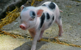 Абрамченко: Россия договорилась о поставках свинины в Китай