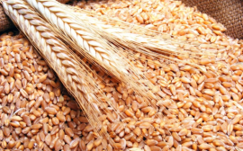 Россия вновь смогла собрать околорекордный урожай зерна