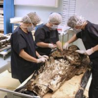 На Ямале археологи нашли мумию подростка