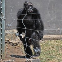 Нью-йоркский суд не признал личностями двух шимпанзе  