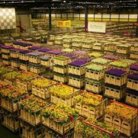 Россельхознадзор ужесточил требования к импорту цветов из Голландии
