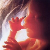 В Челябинской области обнаружили абортированный плод младенца  